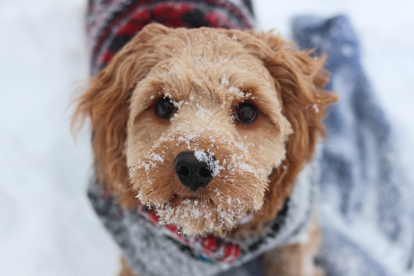 Indoor Activities for Herding Dogs