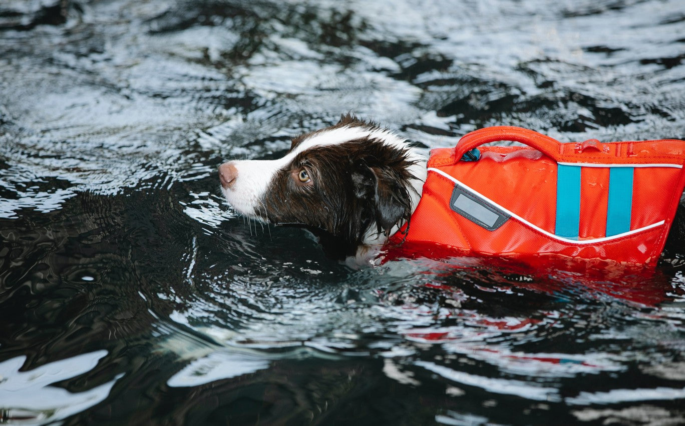 Pet Emergency Kit Essentials Dutch