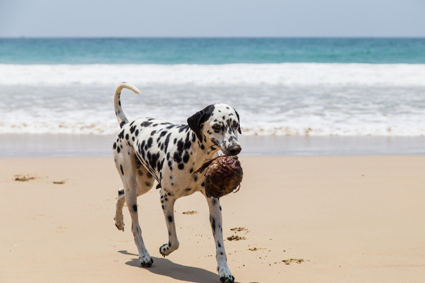 Can Dogs Eat Coconut Dutch