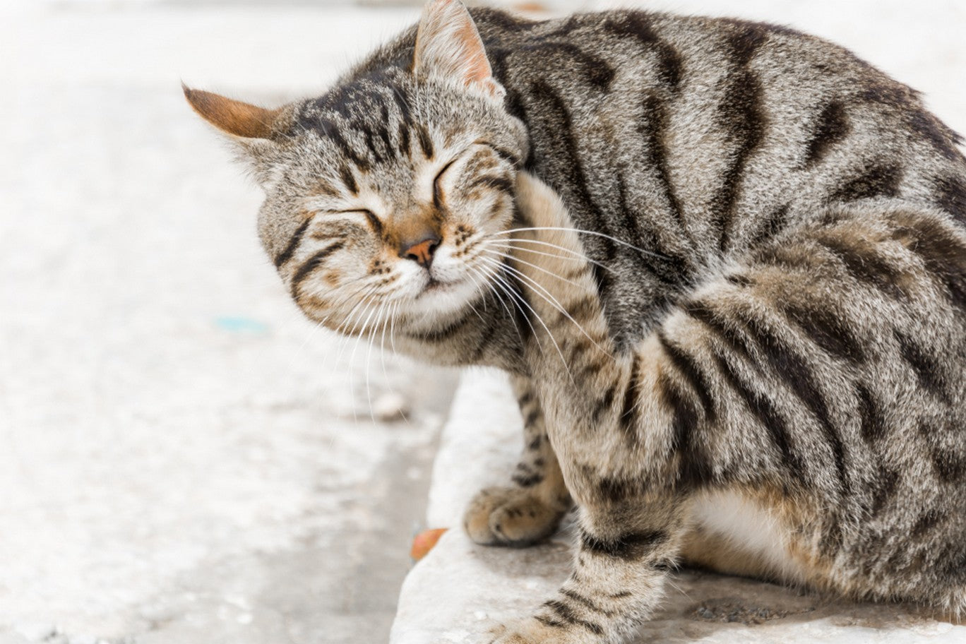 cat flea bites on humans treatment