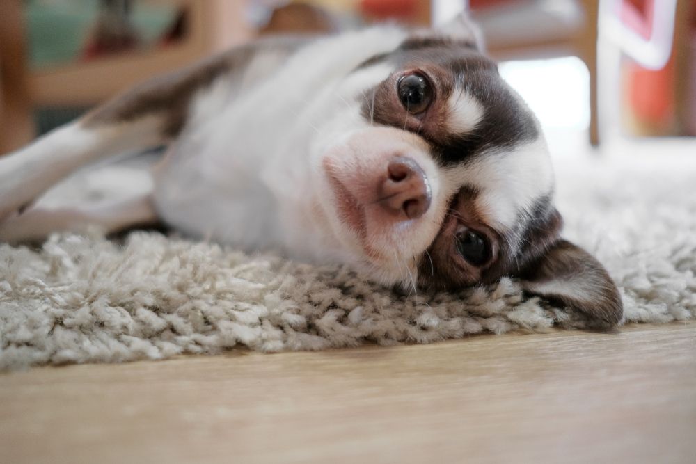 Types of dog store anxiety