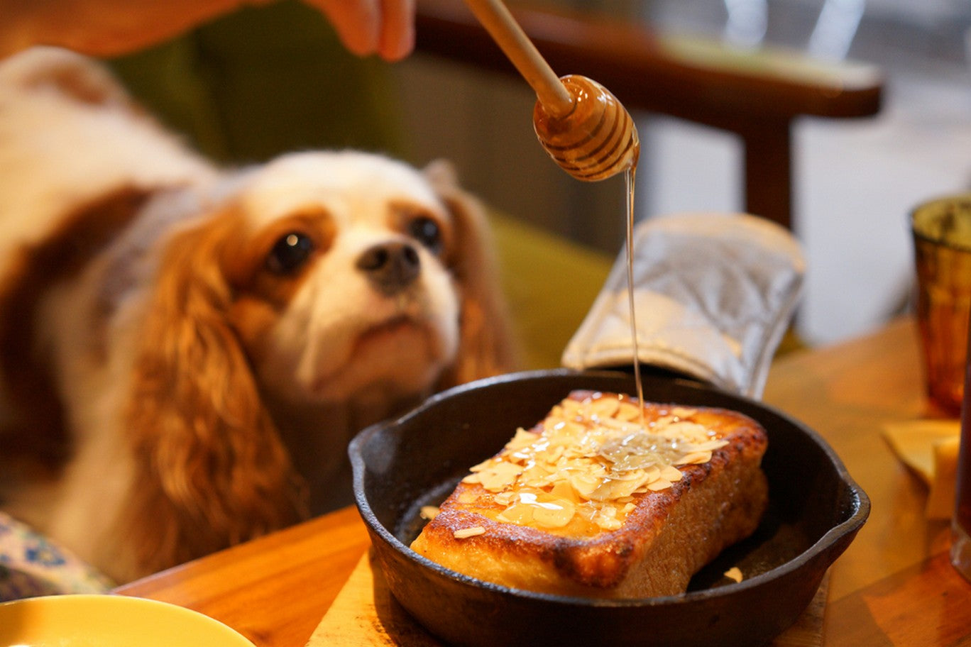 Giving dog store honey for cough