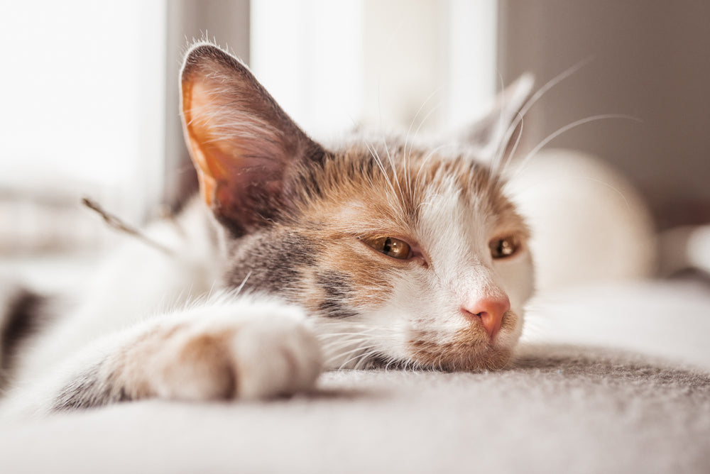 Feline parvovirus cheap treatment