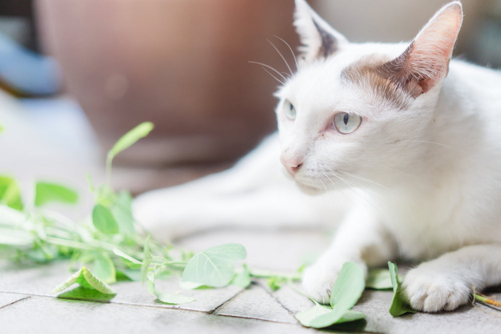 Feline Fine: The Benefits of Catnip