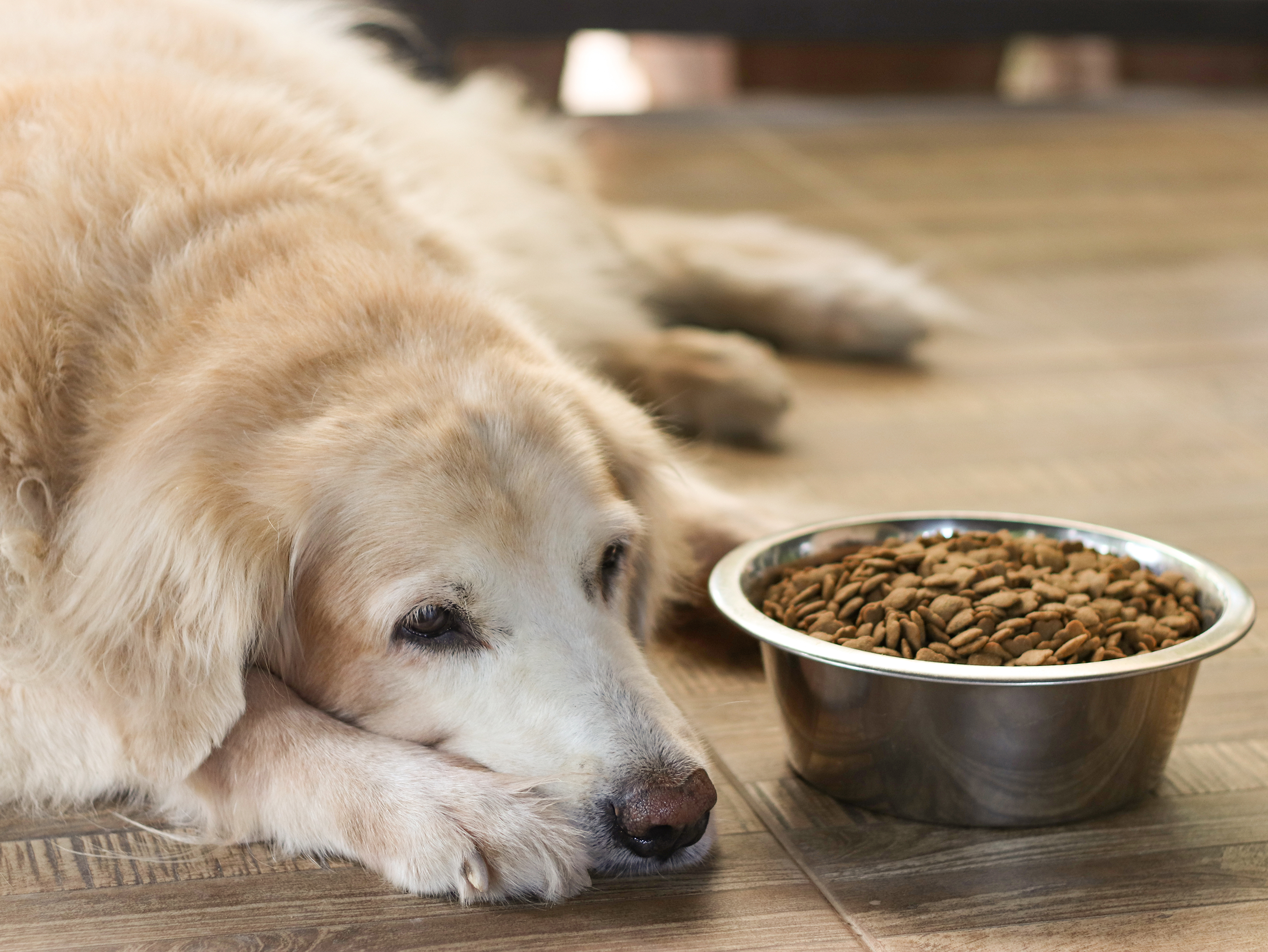 is pumpkin good for dogs with pancreatitis