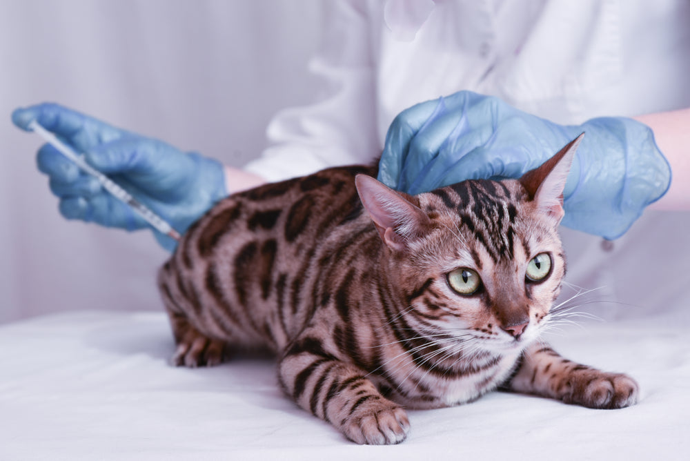 Feline leukemia 2024 vaccine cost