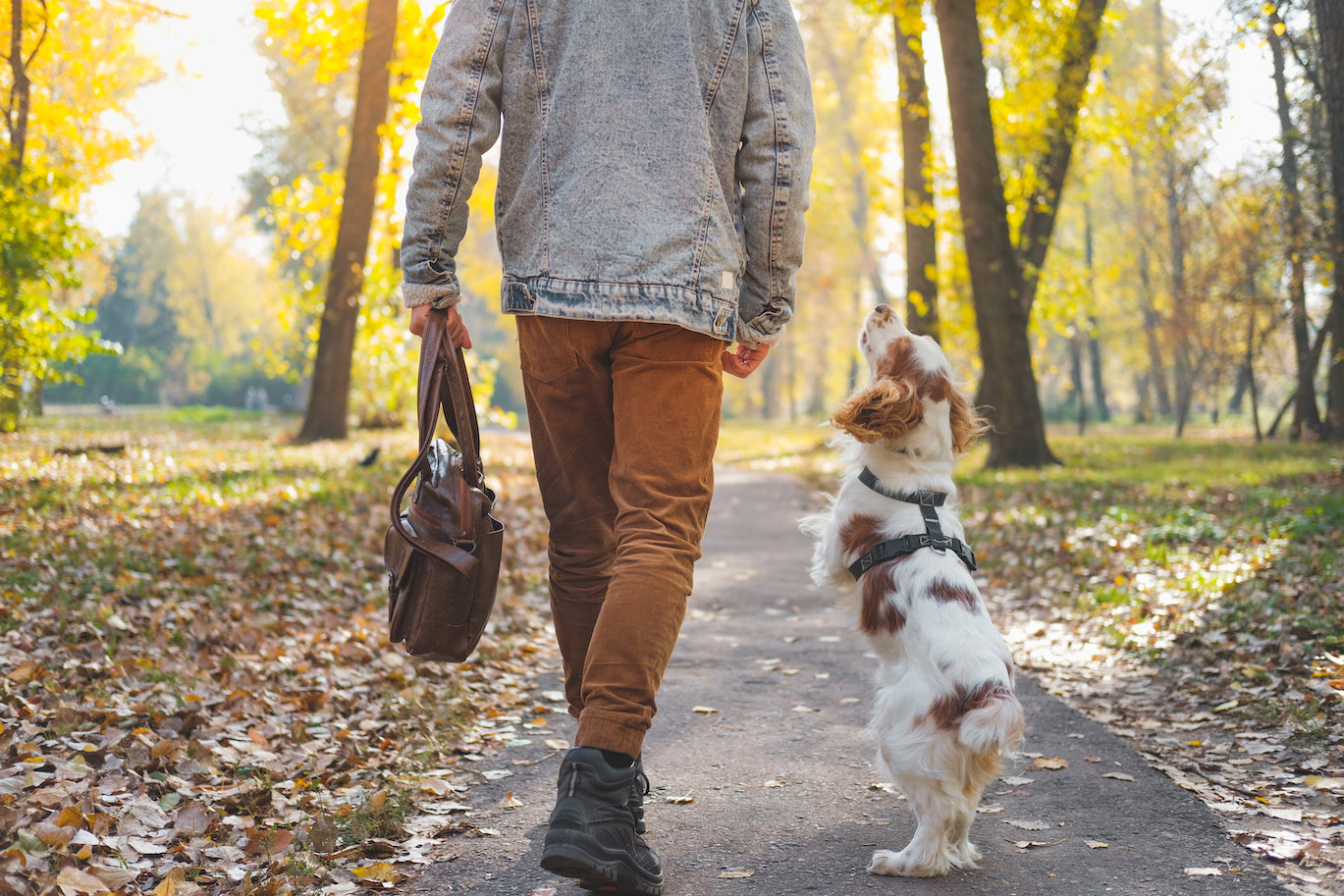 what do you do when your dog gets off leash