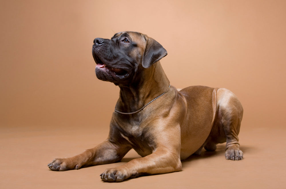 Boerboel breed fashion info