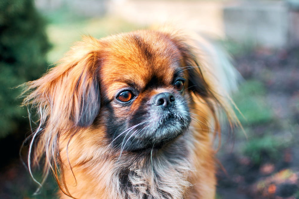 Pekingese cross pug shops