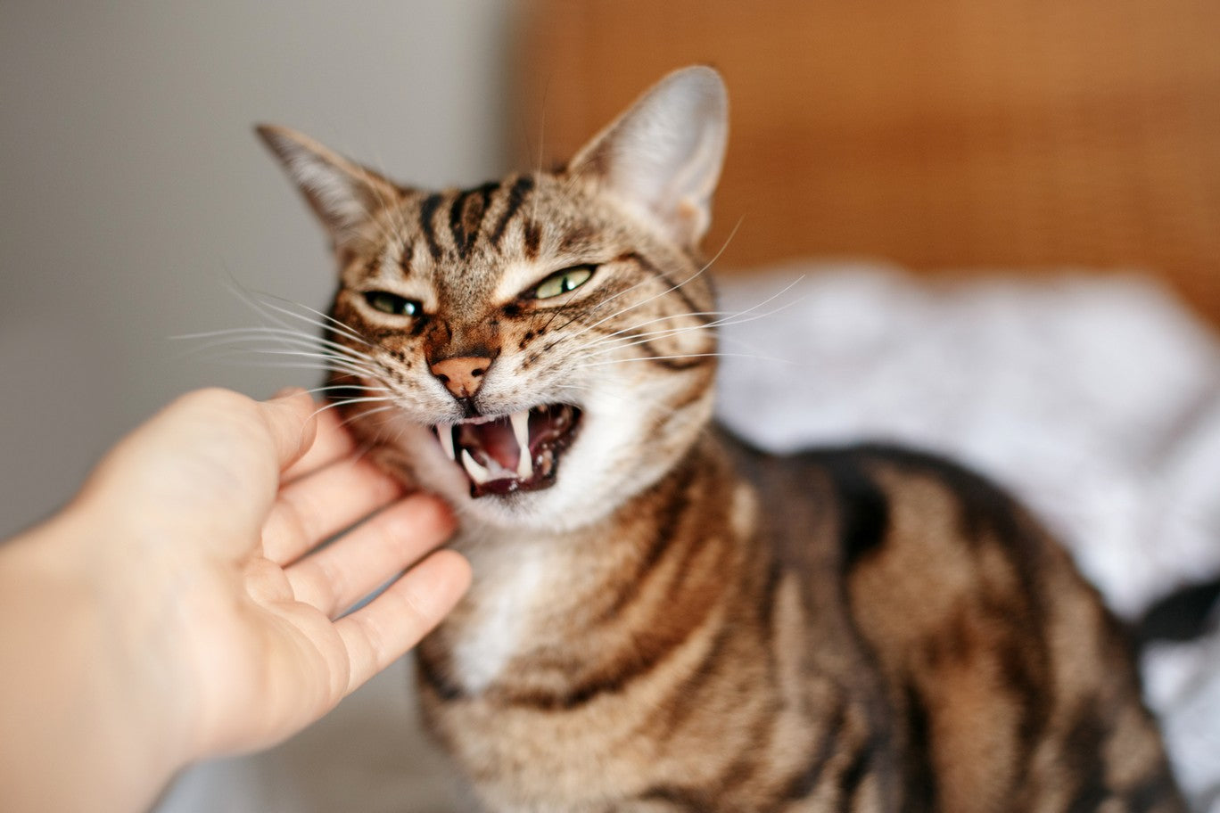 How to Calm an Angry Cat - Catster