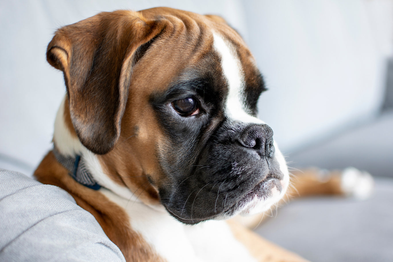 Cardiomyopathy in Boxer Dogs