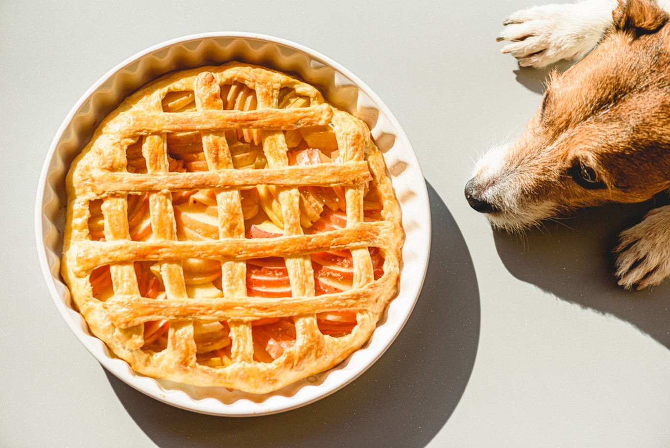 Keep your pets safe on Thanksgiving! Read our recent blog to see what foods  to keep away from your pet this Thanksgiving! 