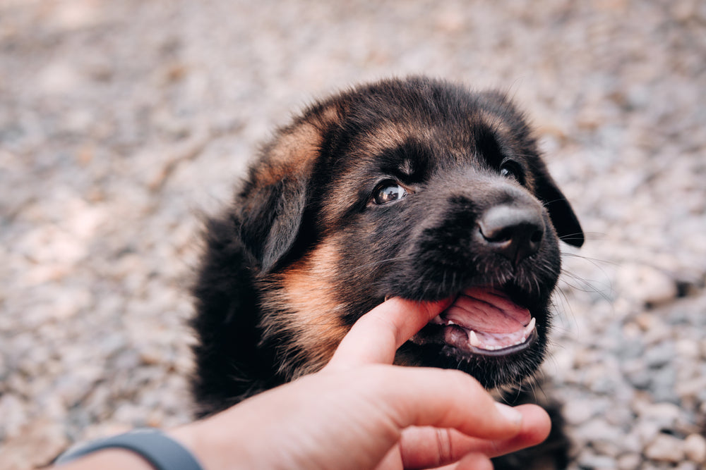 what are the symptoms of a puppy teething