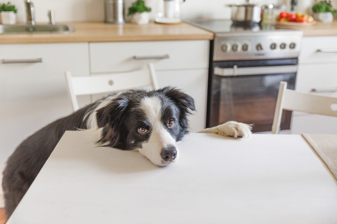 Green bean outlet diet for dogs