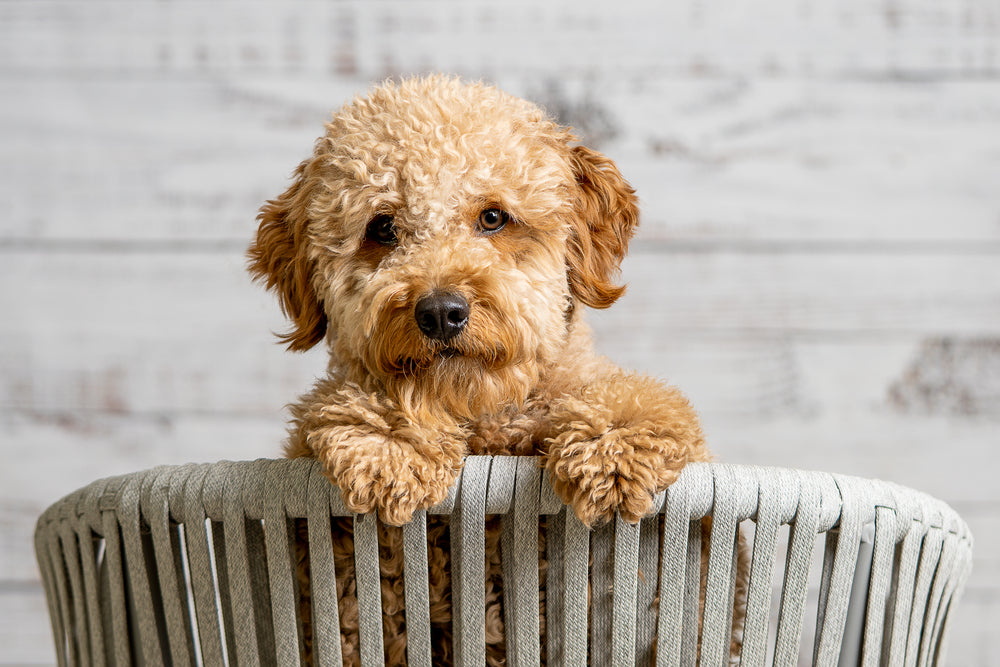 Goldendoodle (Groodle): Dog Breed Characteristics & Care