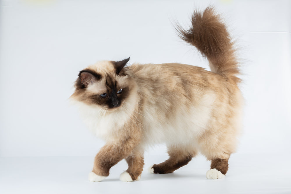 Birman cat cost fashion