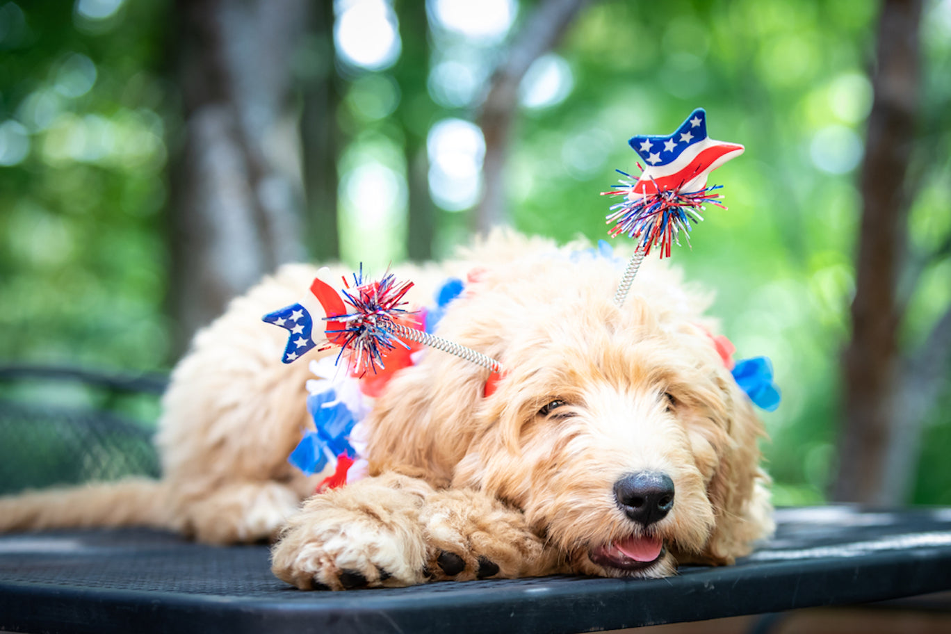 How to Calm Down Dogs Stressed by 4th of July Fireworks