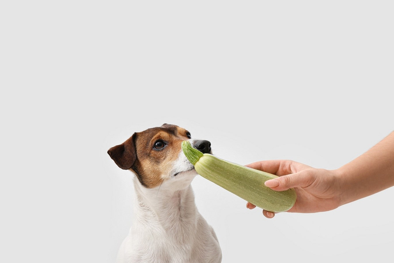 Zucchini ok 2024 for dogs