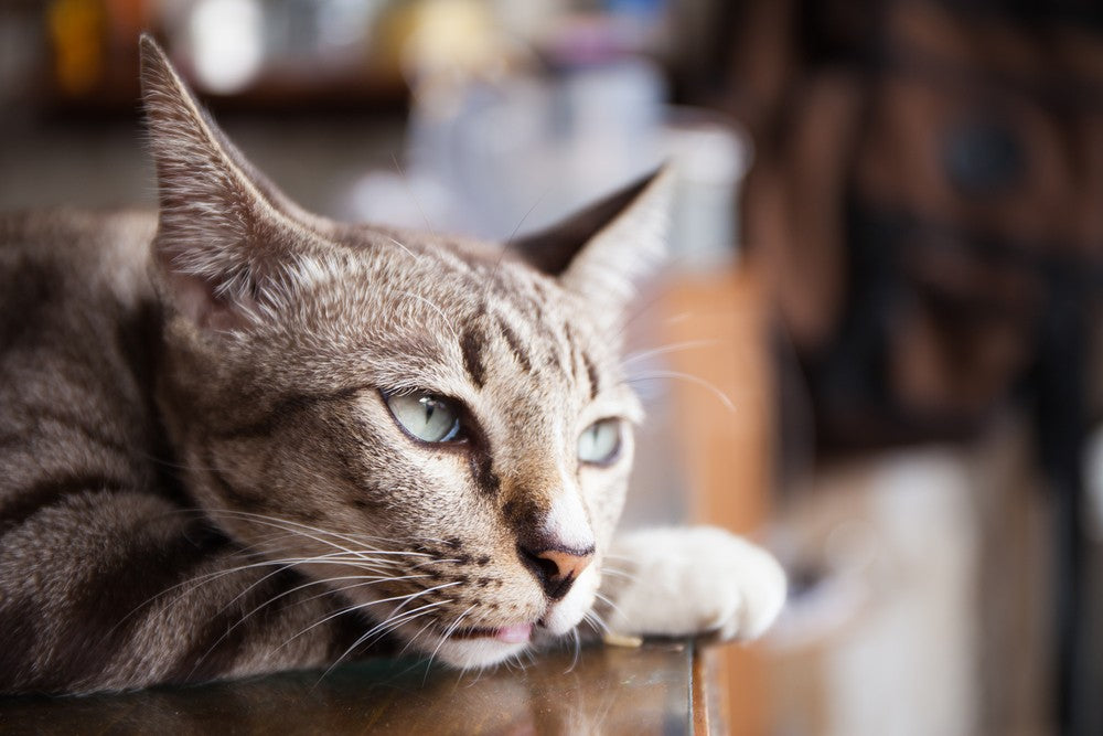 Cat lymphoma outlet treatment cost