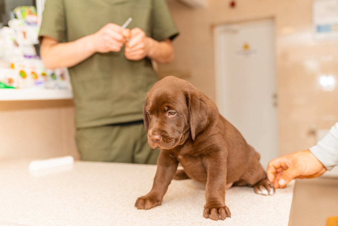 Vaccine for hot sale labrador puppy