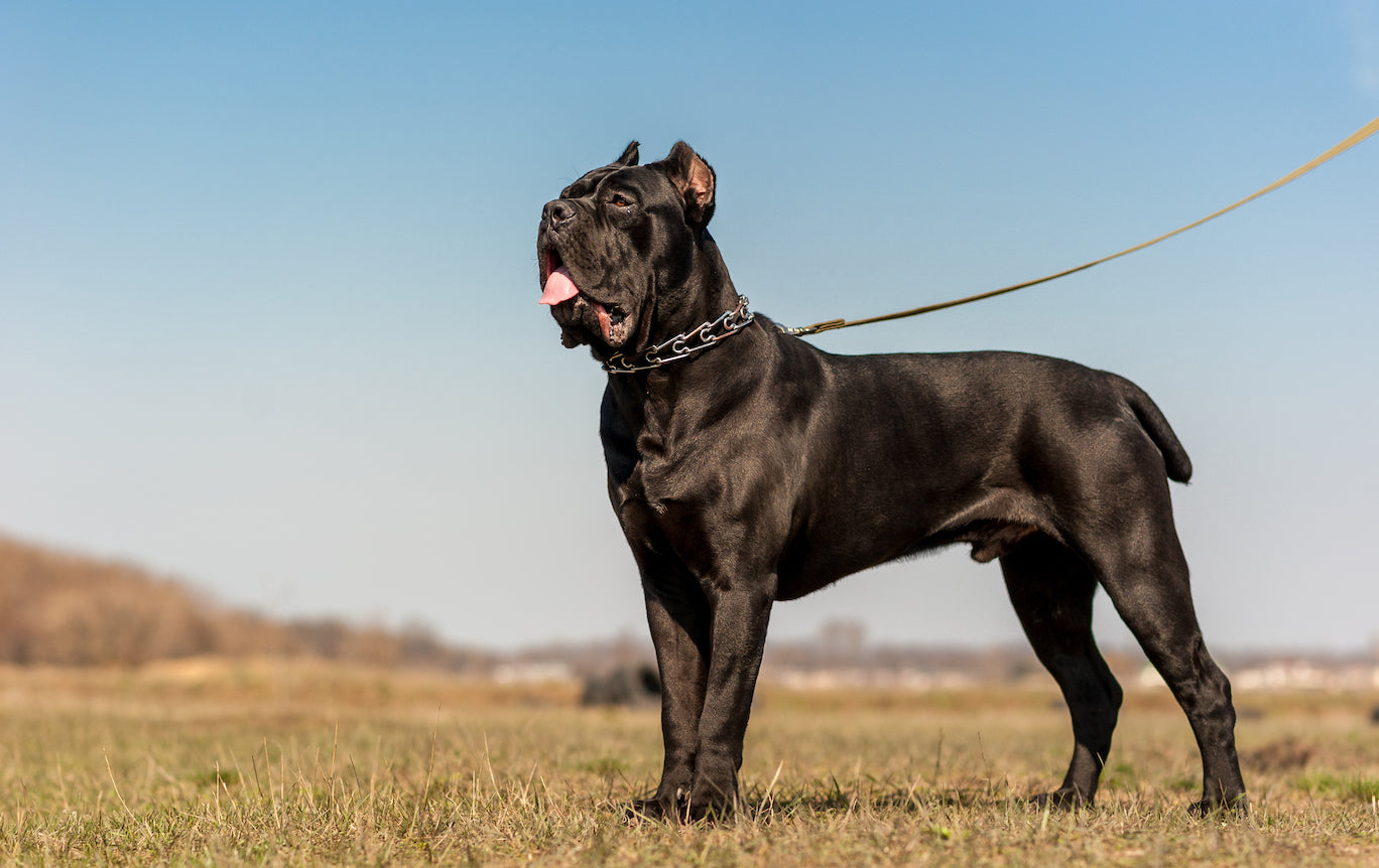 Cane Corso - All About Dogs