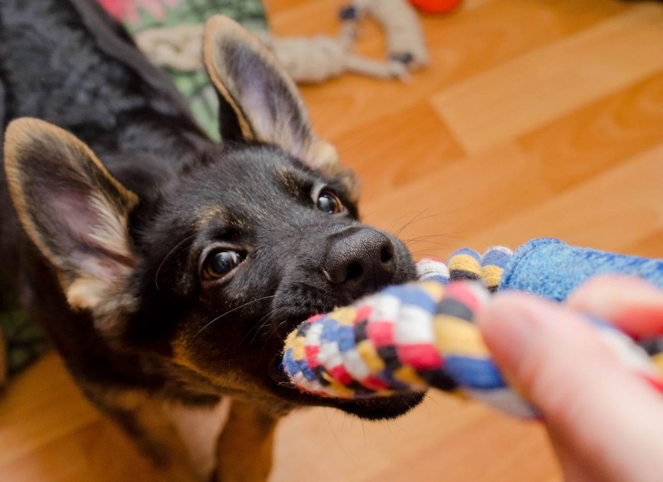 Home Dog Enrichment Ideas For Your Dog