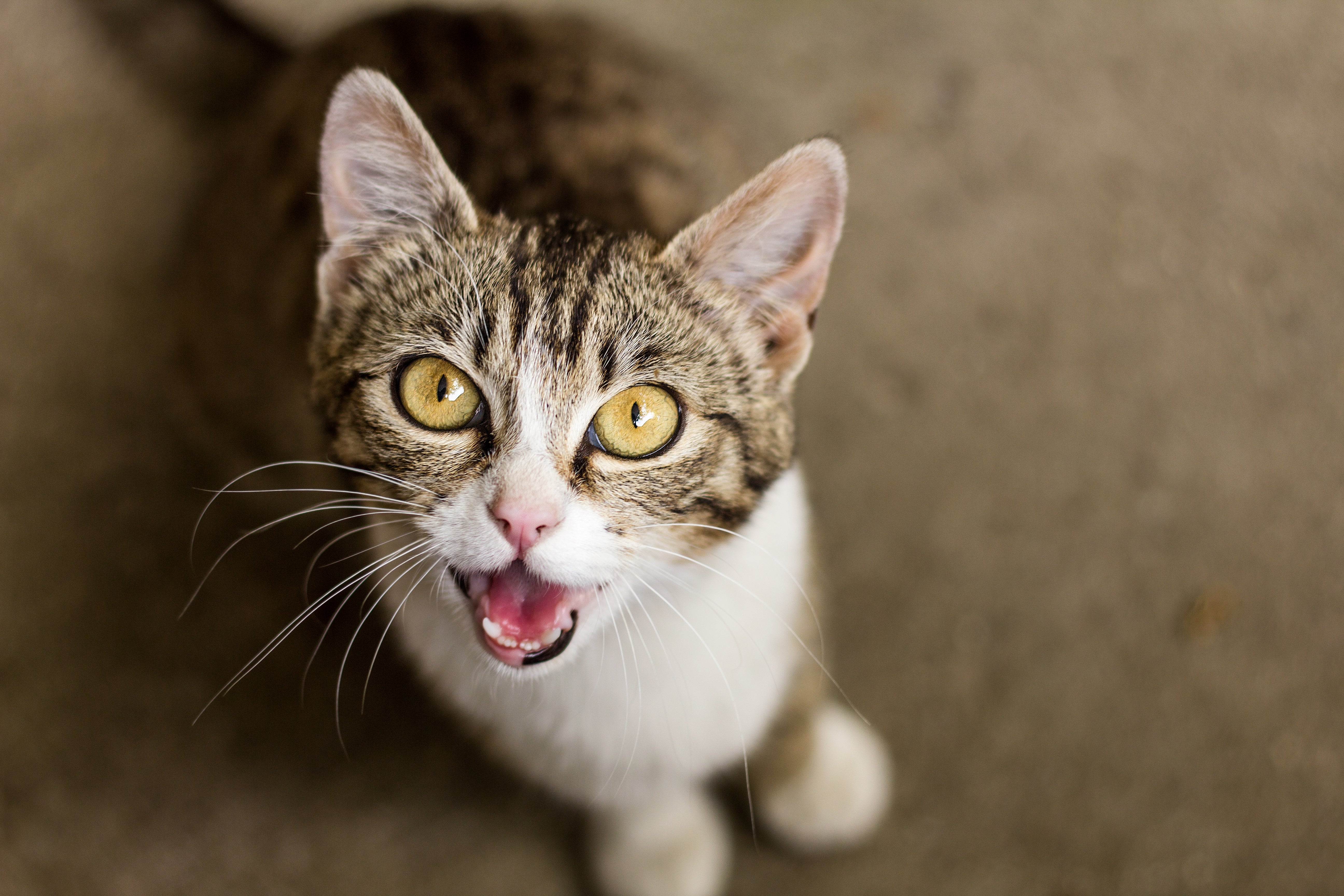 What's that meow? Decoding different cat sounds and what they mean