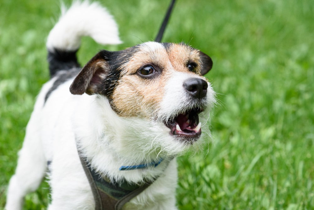 Do bark cheap deterrents work