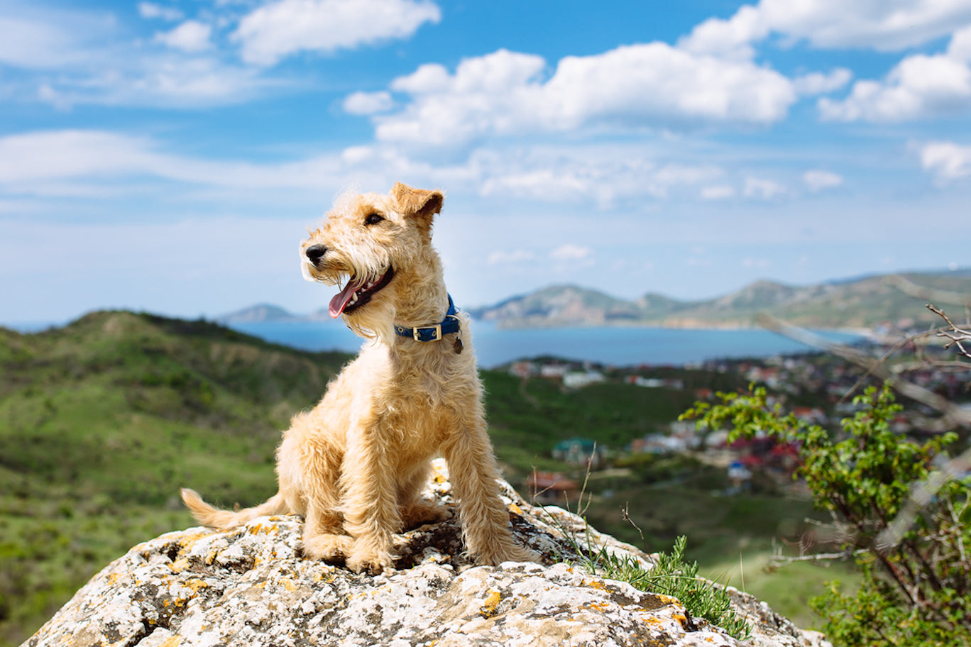 Hiking With Dogs: 7 Tips For Hiking With Dogs