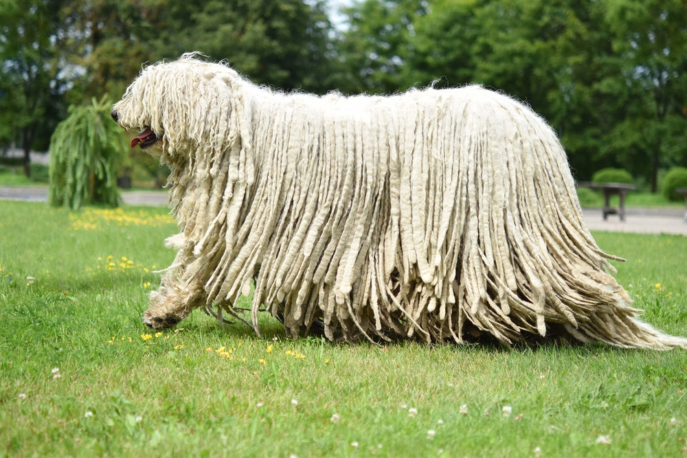 Komondor pictures shops