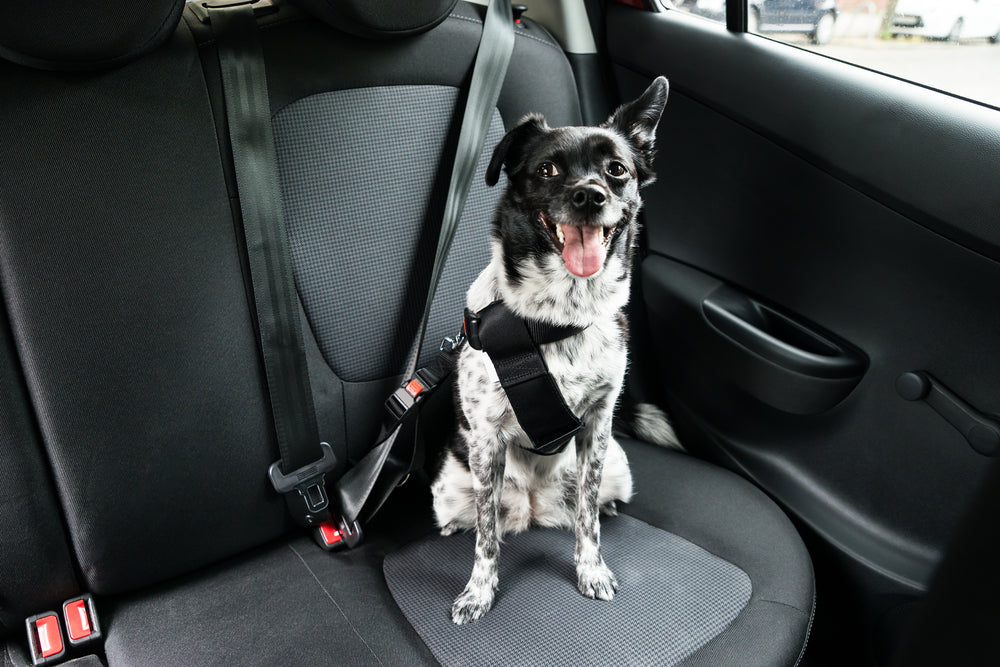 Do I Need a Dog Seatbelt? Ensuring Pet Safety on the Road