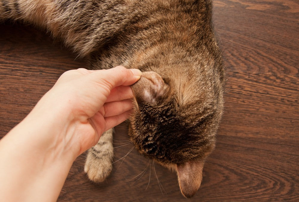 ringworm in cats ears