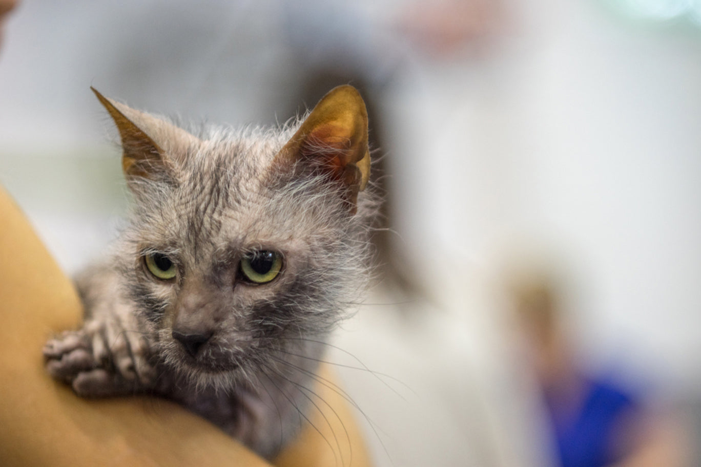 The best sale lykoi cat