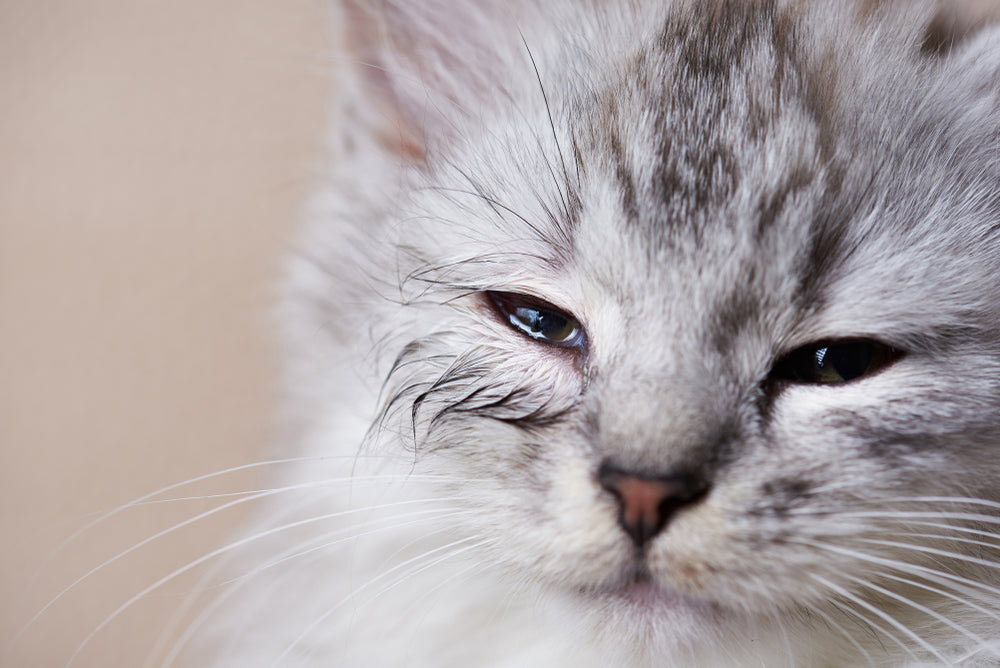 common feline eye infections