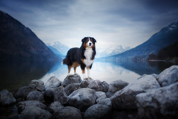 Why Do Dogs Eat Rocks?