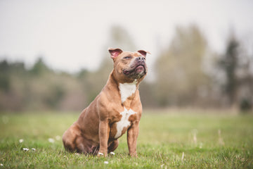 Close-up of Staffordshire bull terrier dog