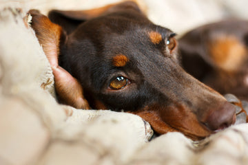 Sick puppy laying in bed