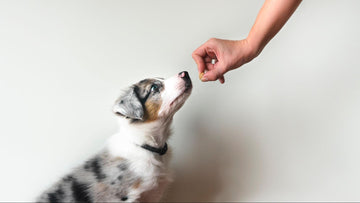 Dog sitting down and sniffing a treat