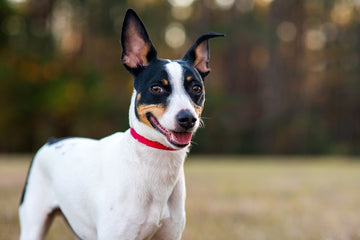 Close-up of a rat terrier dog