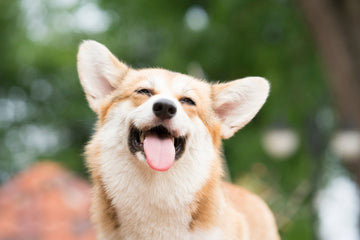 Smiling and Fluffy Corgi Bathroom Rug