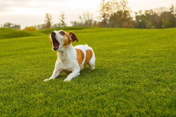 Picture of dog barking