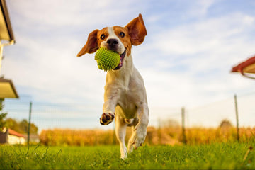 Dog playing fetch outside