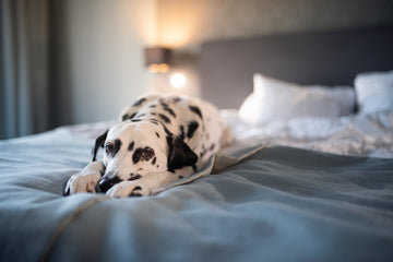 Sad dalmatian laying on bed