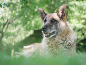 Senior Dog Adoption: 4 Benefits Of Adopting A Senior Dog