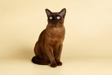 Burmese cat sitting in front of a yellow backdrop