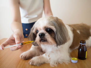 Dog being administered a liquid medication by owner