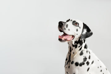 Smiling Dalmatian looking up in front of a white backdrop 