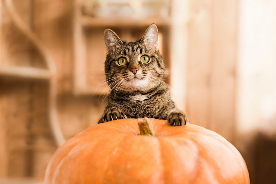 Can Cats Eat Pumpkin Dutch