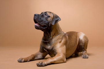 Red Boerboel sitting in front of a brown backdrop