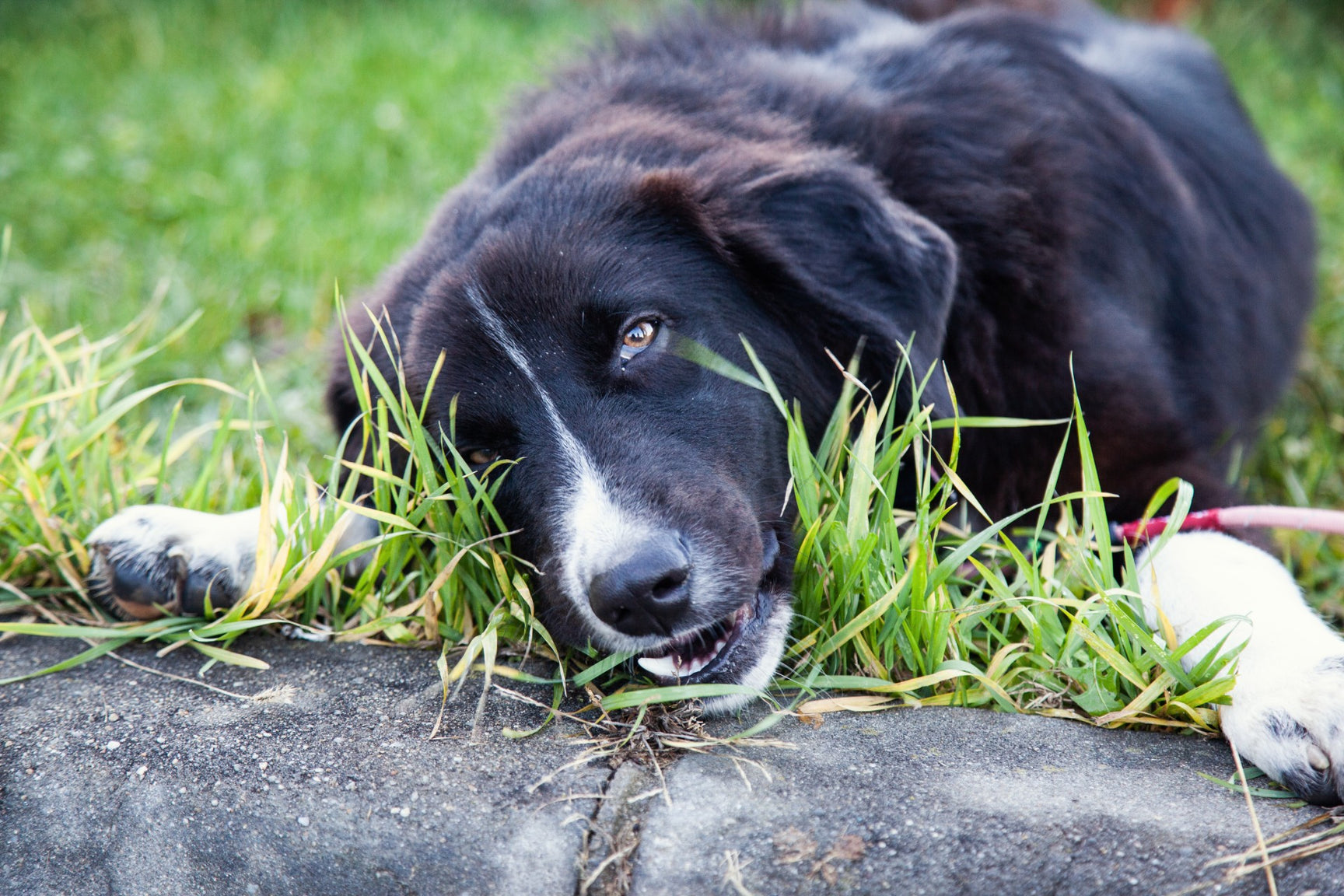 my-dog-won-t-stop-eating-grass-dutch